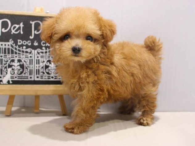 兵庫県のトイプードル(トイ) (ペット・プラザ アミーゴつかしん店/2025年11月1日生まれ/女の子/アプリコット)の子犬の2枚目の画像