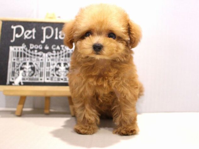 兵庫県のトイプードル(トイ) (ペット・プラザ アミーゴつかしん店/2025年11月1日生まれ/女の子/アプリコット)の子犬の3枚目の画像