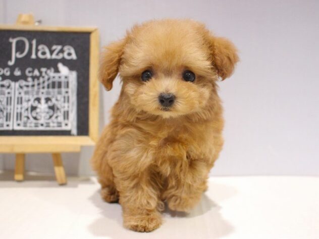 兵庫県のトイプードル(トイ) (ペット・プラザ アミーゴつかしん店/2025年11月1日生まれ/女の子/アプリコット)の子犬の4枚目の画像