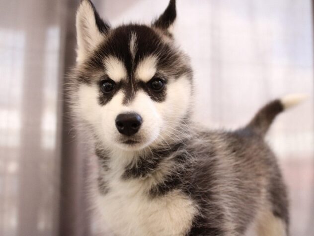 兵庫県のシベリアンハスキー (ペット・プラザ アミーゴつかしん店/2025年10月26日生まれ/女の子/ブラックホワイト)の子犬の1枚目の画像