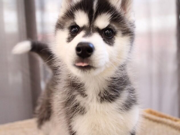 兵庫県のシベリアンハスキー (ペット・プラザ アミーゴつかしん店/2025年10月26日生まれ/女の子/ブラックホワイト)の子犬の4枚目の画像