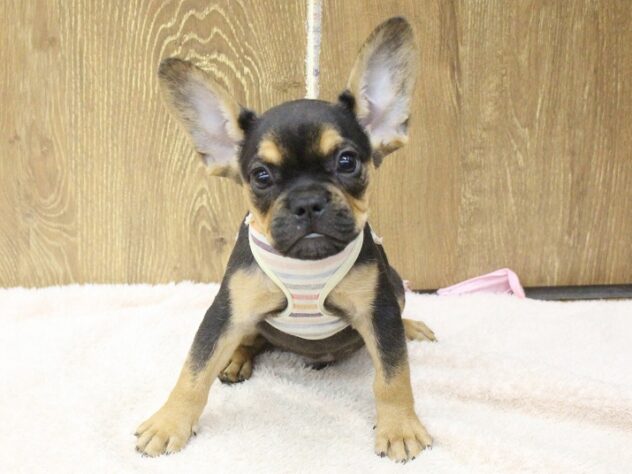 兵庫県のハーフ犬・ミックス犬 (ペット・プラザ アミーゴ明石魚住店/2025年10月10日生まれ/男の子/ブラックタン)の子犬の1枚目の画像