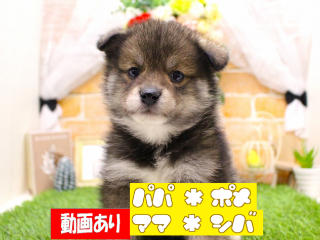 兵庫県のポメ柴/豆ポメ/ポメ豆柴(ポメラニアン×柴犬) (ペット・プラザ アミーゴ三田店/2025年11月28日生まれ/男の子/オレンジ)の子犬の1枚目の画像