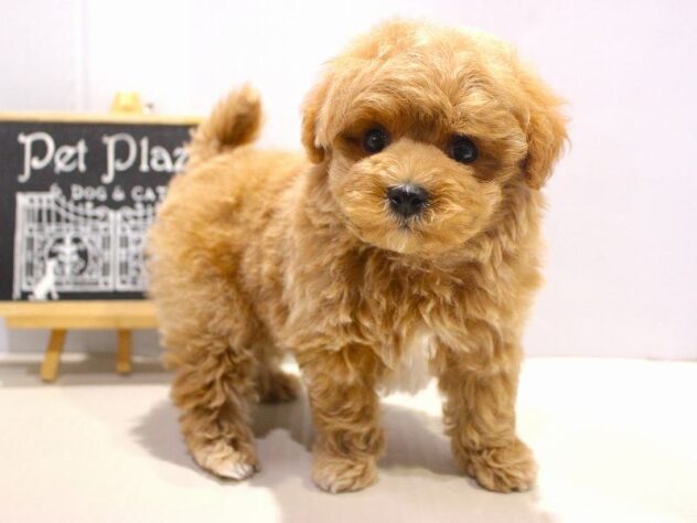 兵庫県のマルプー(マルチーズ×プードル) (ペット・プラザ アミーゴつかしん店/2025年11月1日生まれ/男の子/アプリコット)の子犬の3枚目の画像