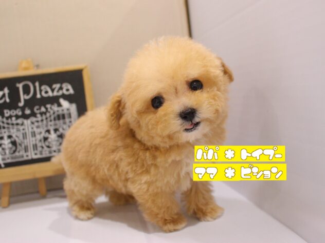 兵庫県のハーフ犬・ミックス犬 (ペット・プラザ アミーゴつかしん店/2025年11月15日生まれ/男の子/アプリコット)の子犬の1枚目の画像