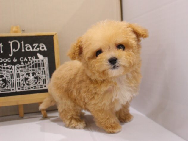 兵庫県のハーフ犬・ミックス犬 (ペット・プラザ アミーゴつかしん店/2025年11月15日生まれ/男の子/アプリコット)の子犬の2枚目の画像