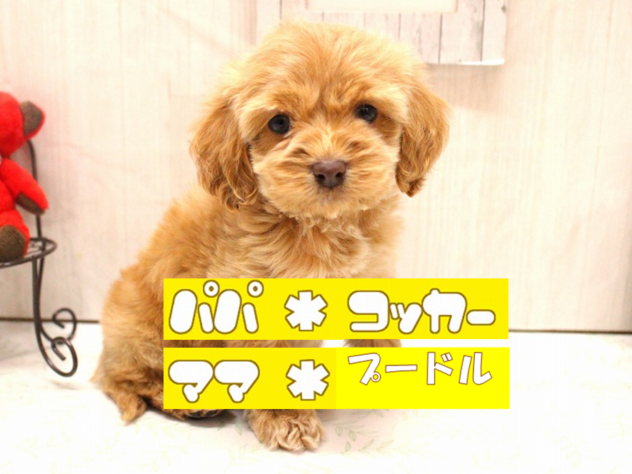 兵庫県のハーフ犬・ミックス犬 (ペット・プラザ アミーゴ加古川店/2025年11月29日生まれ/女の子/アプリコット)の子犬の1枚目の画像