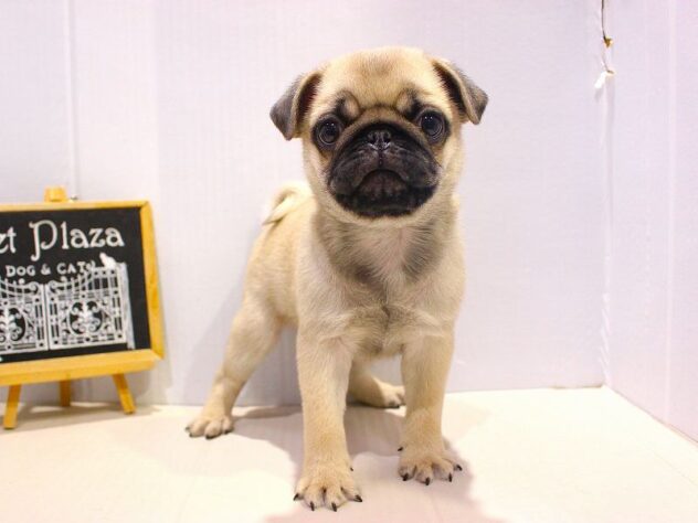 兵庫県のパグ (ペット・プラザ アミーゴつかしん店/2025年10月31日生まれ/男の子/フォーン)の子犬の2枚目の画像