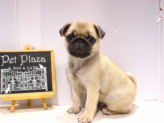 兵庫県のパグ (ペット・プラザ アミーゴつかしん店/2025年10月31日生まれ/男の子/フォーン)の子犬の3枚目の画像