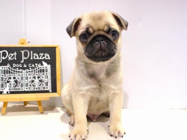 兵庫県のパグ (ペット・プラザ アミーゴつかしん店/2025年10月31日生まれ/男の子/フォーン)の子犬の1枚目の画像