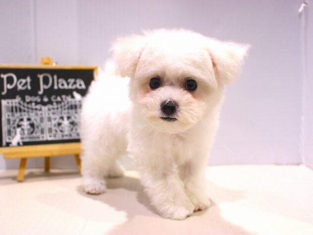 兵庫県のビションフリーゼ (ペット・プラザ アミーゴつかしん店/2025年10月31日生まれ/女の子/ホワイト)の子犬の3枚目の画像