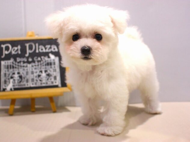 兵庫県のビションフリーゼ (ペット・プラザ アミーゴつかしん店/2025年10月31日生まれ/女の子/ホワイト)の子犬の2枚目の画像