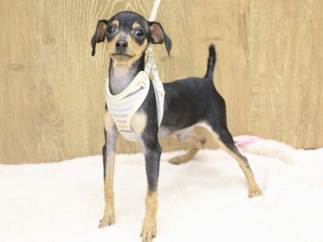 兵庫県のミニチュアピンシャー (ペット・プラザ アミーゴ明石魚住店/2025年9月29日生まれ/男の子/ブラックタン)の子犬の1枚目の画像