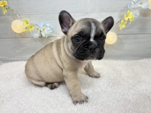 福島県のフレンチブルドッグ (アミーゴ郡山南店/2025年11月25日生まれ/男の子/フォーン)の子犬