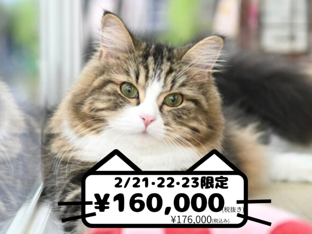 岡山県のノルウェージャンフォレストキャット (アミーゴ中庄店/2025年1月27日生まれ/女の子/ブラウンタビーホワイト)の子猫の1枚目の画像