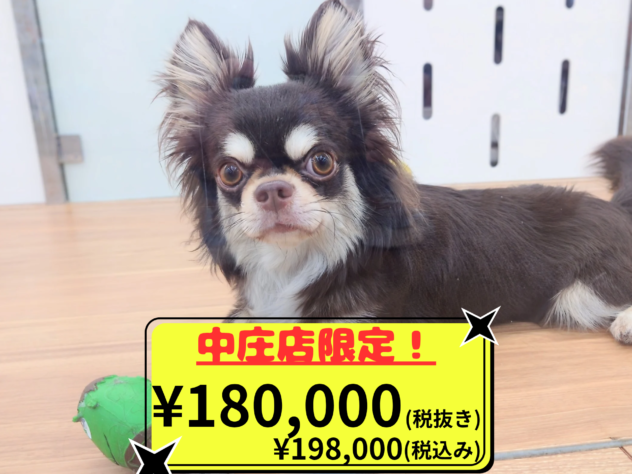 岡山県のチワワ(ロング) (アミーゴ中庄店/2024年11月25日生まれ/男の子/チョコレートタンホワイト)の子犬の1枚目の画像