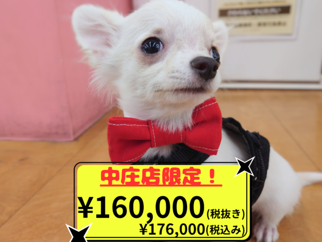 岡山県のチワワ(ロング) (アミーゴ中庄店/2025年11月12日生まれ/男の子/クリーム)の子犬の1枚目の画像