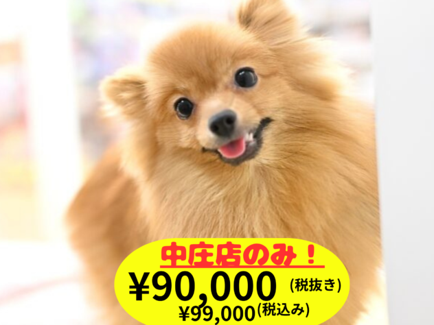 岡山県のポメラニアン (アミーゴ中庄店/2025年4月15日生まれ/女の子/ウルフセーブル)の子犬の1枚目の画像