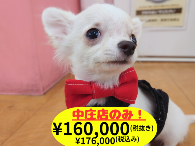 岡山県のチワワ(ロング) (アミーゴ中庄店/2025年11月12日生まれ/男の子/クリーム)の子犬の1枚目の画像
