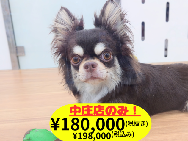 岡山県のチワワ(ロング) (アミーゴ中庄店/2024年11月25日生まれ/男の子/チョコレートタンホワイト)の子犬の1枚目の画像
