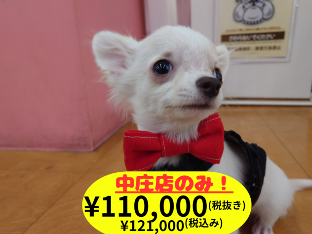 岡山県のチワワ(ロング) (アミーゴ中庄店/2025年11月12日生まれ/男の子/クリーム)の子犬の1枚目の画像