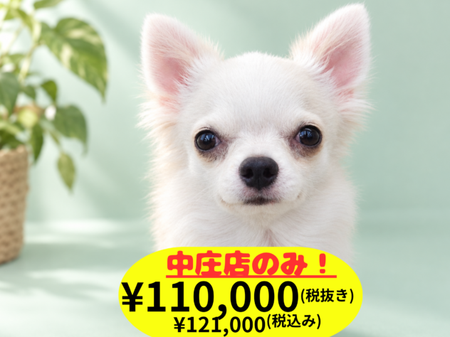 岡山県のチワワ(ロング) (アミーゴ中庄店/2025年11月12日生まれ/男の子/クリーム)の子犬の1枚目の画像
