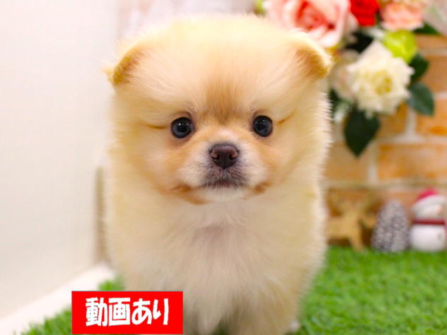 兵庫県のポメラニアン (ペット・プラザ アミーゴ三田店/2025年11月30日生まれ/男の子/クリーム)の子犬の1枚目の画像