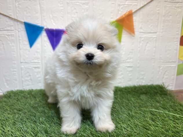 福島県のハーフ犬・ミックス犬 (アミーゴ郡山南店/2025年10月28日生まれ/男の子/クリーム)の子犬