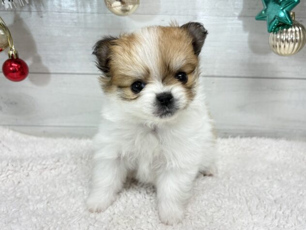 福島県のハーフ犬・ミックス犬 (アミーゴ郡山南店/2025年10月27日生まれ/女の子/パーティーカラー)の子犬