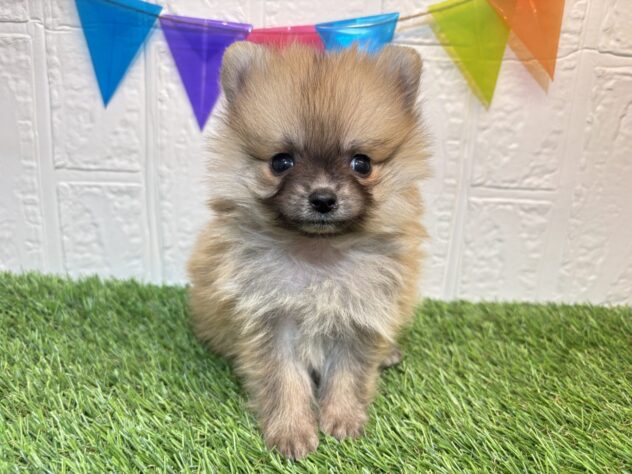 福島県のポメラニアン (アミーゴ郡山南店/2025年11月11日生まれ/男の子/オレンジ)の子犬