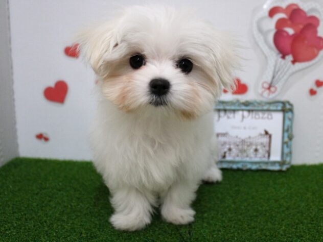 兵庫県のマルチーズ (ペット・プラザ アミーゴ尼崎昭和通店/2025年11月1日生まれ/女の子/ホワイト)の子犬の1枚目の画像