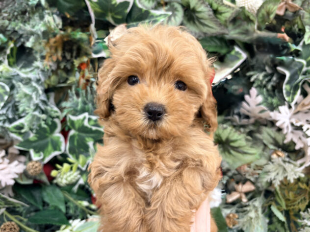 福島県のハーフ犬・ミックス犬 (アミーゴ郡山南店/2025年11月9日生まれ/女の子/クリーム)の子犬