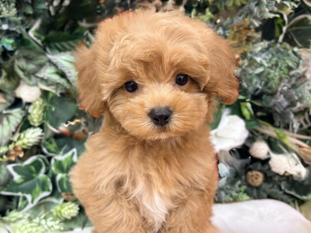 福島県のハーフ犬・ミックス犬 (アミーゴ郡山南店/2025年11月9日生まれ/女の子/クリーム)の子犬