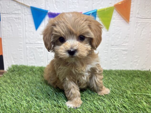 福島県のハーフ犬・ミックス犬 (アミーゴ郡山南店/2025年11月24日生まれ/女の子/アプリコット)の子犬