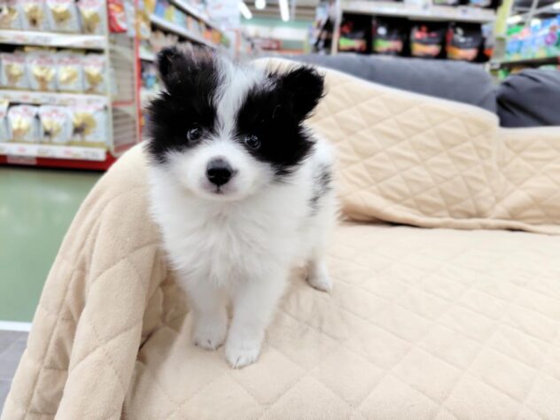 茨城県のハーフ犬・ミックス犬 (アミーゴ神栖店/2025年9月19日生まれ/女の子/ブラックホワイト)の子犬の4枚目の画像