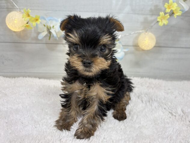 福島県のヨークシャーテリア (アミーゴ郡山南店/2025年11月16日生まれ/女の子/スチールブルータン)の子犬