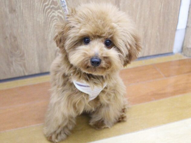 兵庫県のトイプードル(トイ) (ペット・プラザ アミーゴ明石魚住店/2025年7月19日生まれ/女の子/レッド)の子犬の1枚目の画像