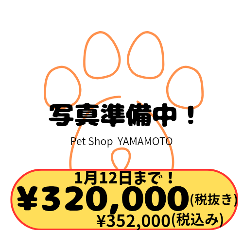 岡山県のビションフリーゼ (アミーゴ中庄店/2026年11月8日生まれ/男の子/クリームホワイト)の子犬
