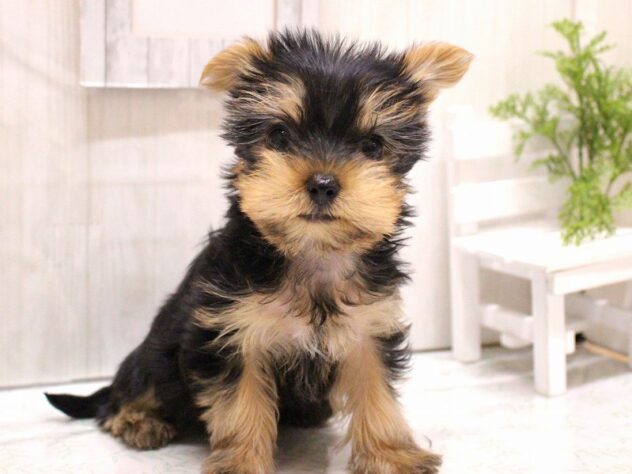 兵庫県のヨークシャーテリア (ペット・プラザ アミーゴ加古川店/2025年11月20日生まれ/女の子/スチールブルータン)の子犬の1枚目の画像