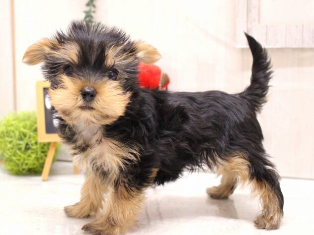 兵庫県のヨークシャーテリア (ペット・プラザ アミーゴ加古川店/2025年11月20日生まれ/女の子/スチールブルータン)の子犬の3枚目の画像