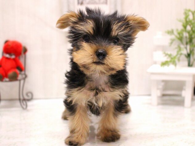 兵庫県のヨークシャーテリア (ペット・プラザ アミーゴ加古川店/2025年11月20日生まれ/女の子/スチールブルータン)の子犬の4枚目の画像