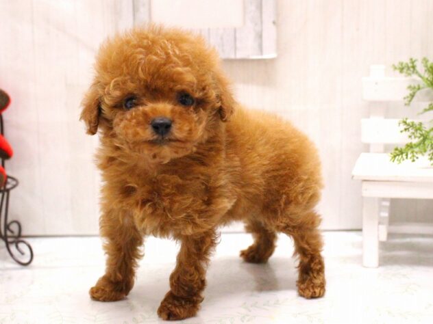 兵庫県のトイプードル(トイ) (ペット・プラザ アミーゴ加古川店/2025年11月13日生まれ/男の子/レッド)の子犬の3枚目の画像