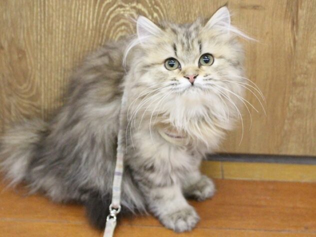 兵庫県のペルシャ (ペット・プラザ アミーゴ明石魚住店/2025年8月10日生まれ/男の子/チンチラゴールデン)の子猫の1枚目の画像