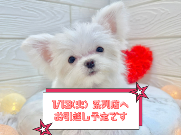 兵庫県のチワマル/マルチワ(チワワ×マルチーズ) (ワンキャラット アミーゴ姫路飾磨店/2025年9月19日生まれ/男の子/ホワイト)の子犬の1枚目の画像