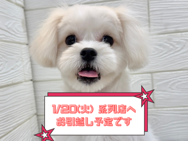 兵庫県のハーフ犬・ミックス犬 (ワンキャラット アミーゴ姫路飾磨店/2025年7月31日生まれ/女の子/ホワイト)の子犬の1枚目の画像