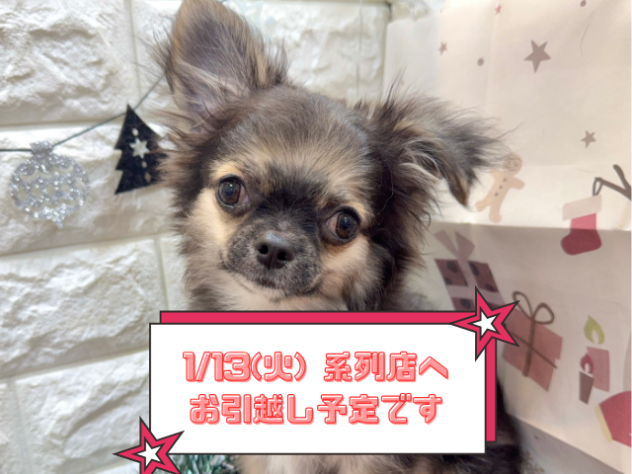 兵庫県のチワワ(ロング) (ワンキャラット アミーゴ姫路飾磨店/2025年8月17日生まれ/男の子/ブラックタンホワイト)の子犬の1枚目の画像