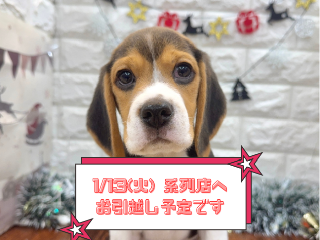 兵庫県のビーグル (ワンキャラット アミーゴ姫路飾磨店/2025年10月2日生まれ/男の子/ブラックタンホワイト)の子犬の1枚目の画像