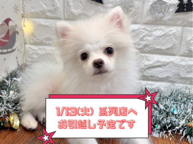 兵庫県のポメラニアン (ワンキャラット アミーゴ姫路飾磨店/2025年8月20日生まれ/男の子/クリーム)の子犬の1枚目の画像