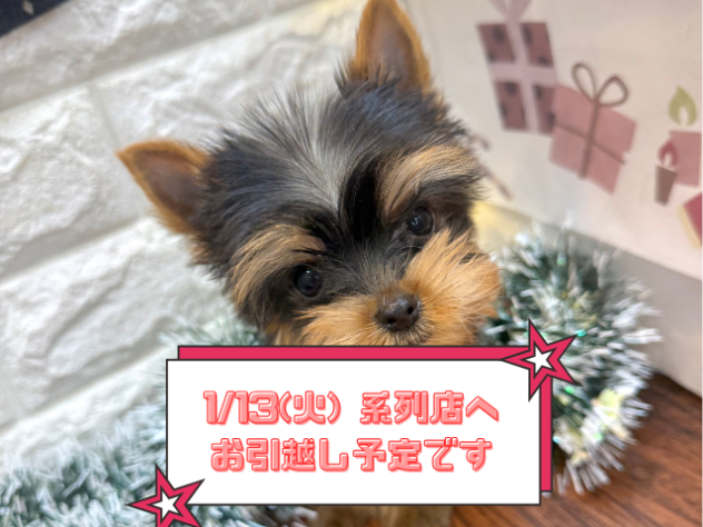 兵庫県のヨークシャーテリア (ワンキャラット アミーゴ姫路飾磨店/2025年10月9日生まれ/男の子/スチールブルータン)の子犬の1枚目の画像