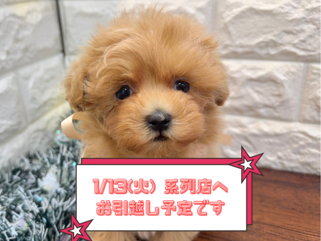 兵庫県のマルプー(マルチーズ×プードル) (ワンキャラット アミーゴ姫路飾磨店/2025年10月24日生まれ/女の子/クリーム)の子犬の1枚目の画像